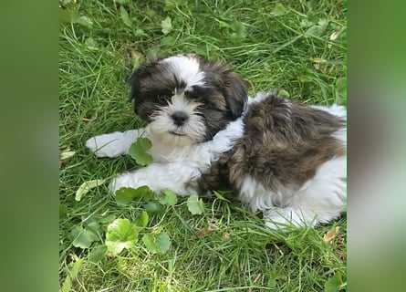 Shih Tzu Welpen aus Vereinszucht