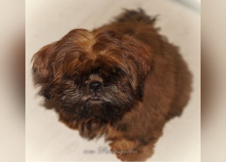 Shih Tzu Welpen aus Vereinszucht