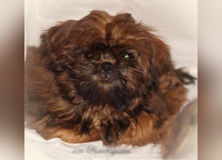 Shih Tzu Welpen aus Vereinszucht