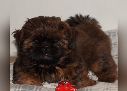 Shih Tzu Welpen aus Vereinszucht