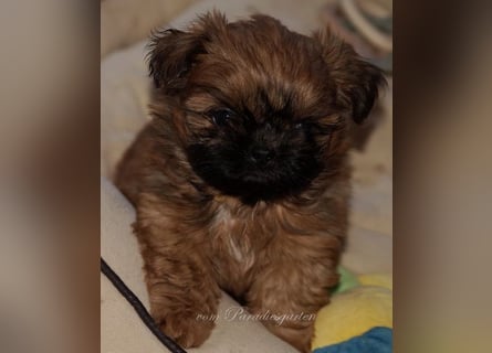 Shih Tzu Welpen aus Vereinszucht