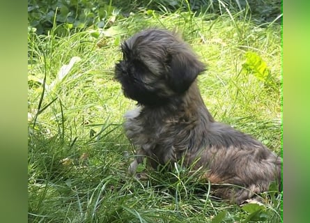 Shih Tzu Welpen aus Vereinszucht
