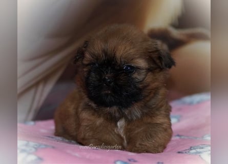 Shih Tzu Welpen aus Vereinszucht
