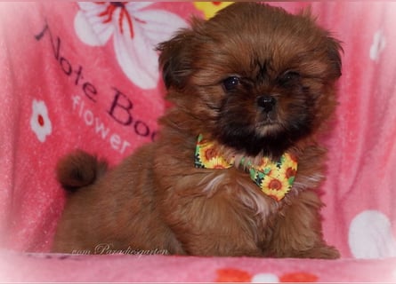 Shih Tzu Welpen aus Vereinszucht