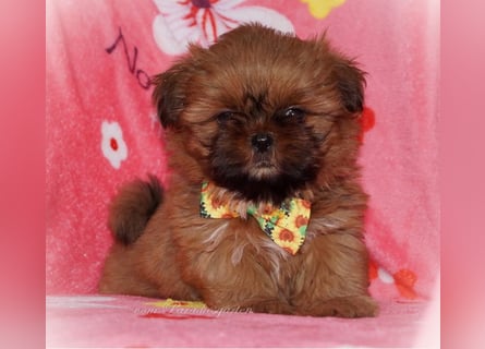 Shih Tzu Welpen aus Vereinszucht