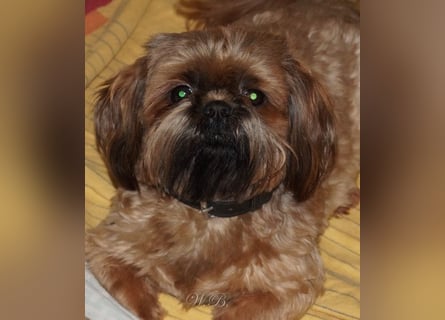 Shih Tzu Welpen aus Vereinszucht