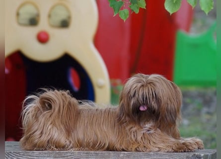 Shih Tzu Welpen aus Vereinszucht