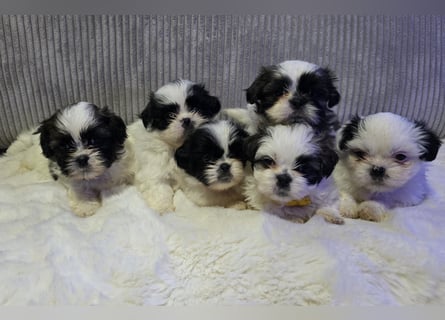 Shih tzu
