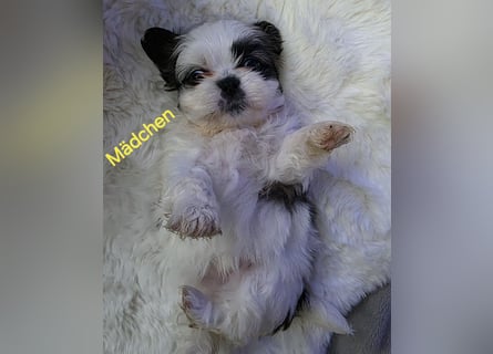 Shih tzu