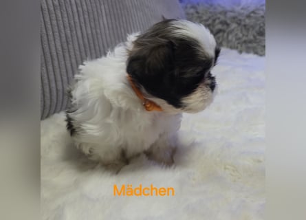 Shih tzu