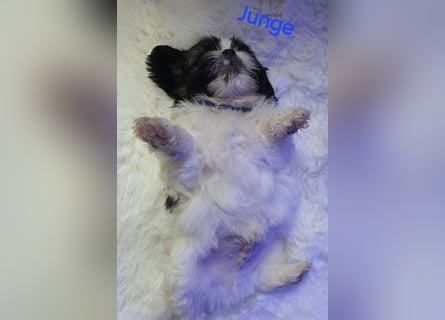 Shih tzu