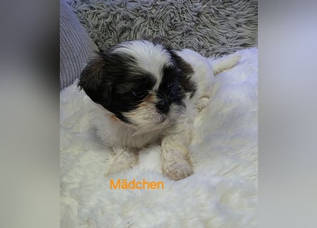Shih tzu