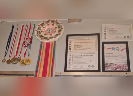 Shikoku-ken FCI. Eine seltene, intelligente, familienorientierte und angesehene japanische Rasse.