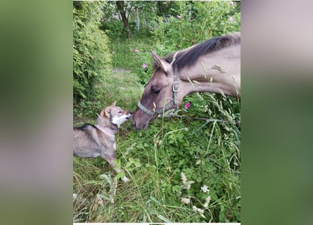 Shikoku-ken FCI. Eine seltene, intelligente, familienorientierte und angesehene japanische Rasse.