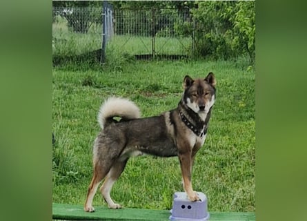 Shikoku-ken FCI. Eine seltene, intelligente, familienorientierte und angesehene japanische Rasse.
