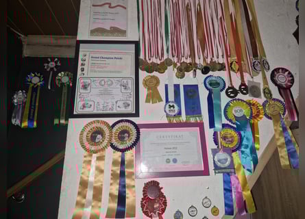 Shikoku-ken FCI. Eine seltene, intelligente, familienorientierte und angesehene japanische Rasse.