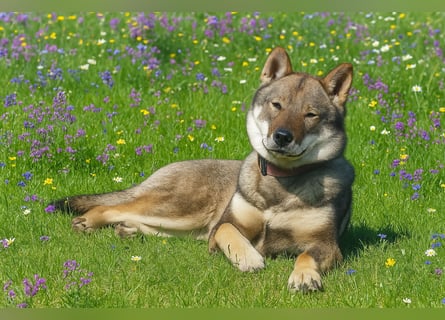 Shikoku-ken FCI. Eine seltene, intelligente, familienorientierte und angesehene japanische Rasse.