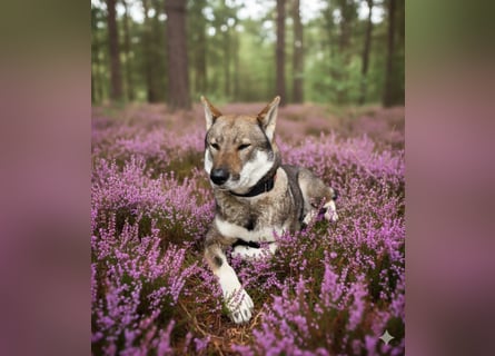 Shikoku-ken FCI. Eine seltene, intelligente, familienorientierte und angesehene japanische Rasse.