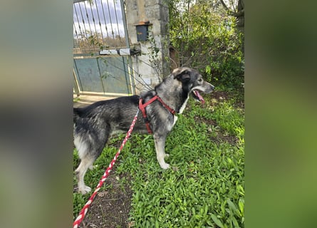 Chico: toller Begleiter und Beifahrer