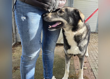 Chico: toller Begleiter und Beifahrer