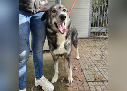 Chico: toller Begleiter und Beifahrer