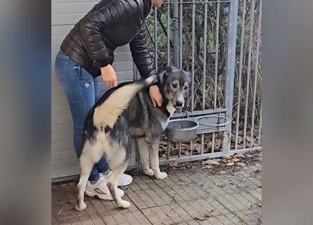 Chico: toller Begleiter und Beifahrer