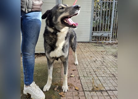 Chico: toller Begleiter und Beifahrer