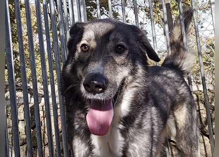 Chico: toller Begleiter und Beifahrer