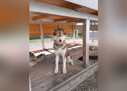 Zwei besondere Siberian Husky-Rüden suchen Ihre erste Husky-Dame