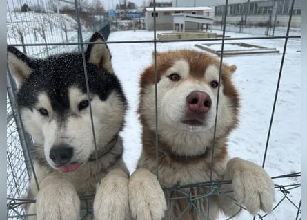 Zwei besondere Siberian Husky-Rüden suchen Ihre erste Husky-Dame