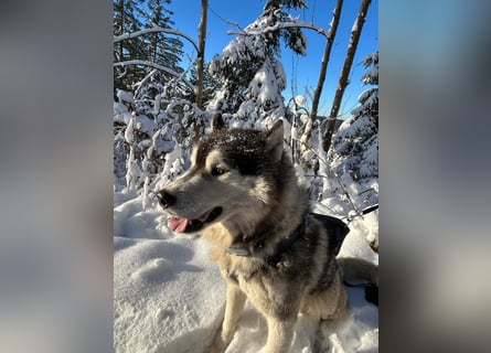 Zwei besondere Siberian Husky-Rüden suchen Ihre erste Husky-Dame