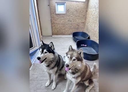 Zwei besondere Siberian Husky-Rüden suchen Ihre erste Husky-Dame