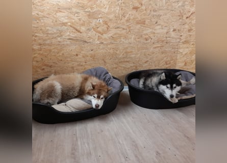 Zwei besondere Siberian Husky-Rüden suchen Ihre erste Husky-Dame