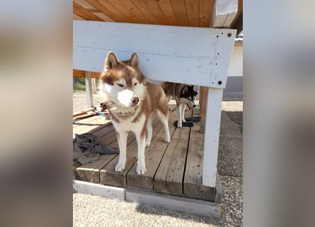 Zwei besondere Siberian Husky-Rüden suchen Ihre erste Husky-Dame