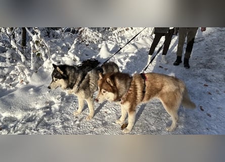 Zwei besondere Siberian Husky-Rüden suchen Ihre erste Husky-Dame