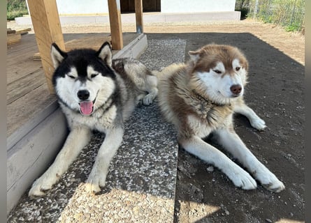 Zwei besondere Siberian Husky-Rüden suchen Ihre erste Husky-Dame