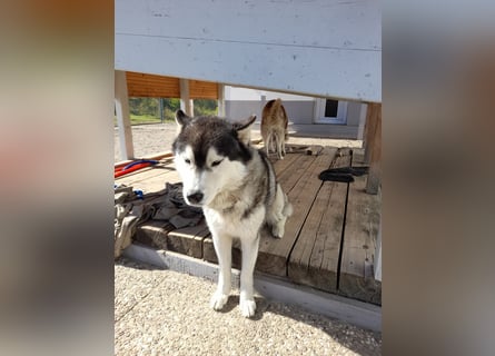 Zwei besondere Siberian Husky-Rüden suchen Ihre erste Husky-Dame