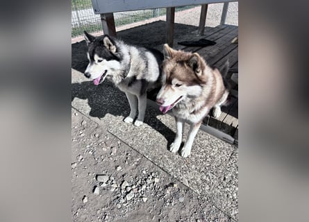 Zwei besondere Siberian Husky-Rüden suchen Ihre erste Husky-Dame