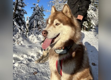 Zwei besondere Siberian Husky-Rüden suchen Ihre erste Husky-Dame