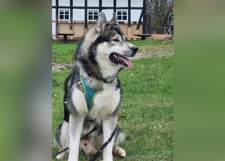 Siberian Husky Deckrüde