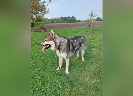 Siberian Husky Deckrüde
