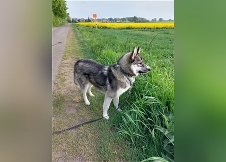 Siberian Husky Deckrüde