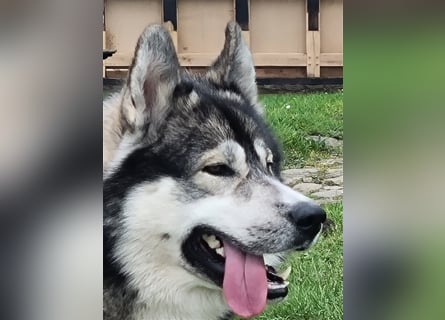 Siberian Husky Deckrüde
