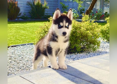 Schwarz-weißer Siberian Husky Welpe mit blauen Augen und FCI-Ahnentafel
