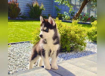Schwarz-weißer Siberian Husky Welpe mit blauen Augen und FCI-Ahnentafel