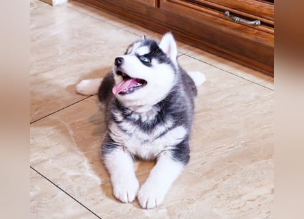 FCI Pedigree Blue Eyed Black & White Siberian Husky Champion Puppy