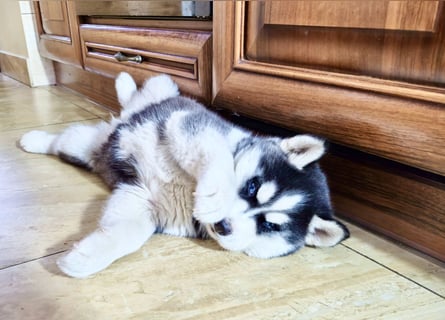 FCI Pedigree Blue Eyed Black & White Siberian Husky Champion Puppy