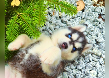 Schwarz-weißer Siberian Husky Welpe mit blauen Augen und FCI-Ahnentafel
