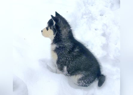 FCI Pedigree Blue Eyed Black & White Siberian Husky Champion Puppy