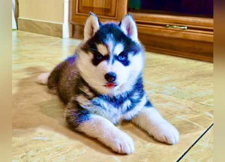 Schwarz-weißer Siberian Husky, blauäugiger Welpe mit FCI-Stammbaum